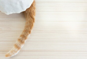 An orange striped cat tail peaks out from a white blanket.
