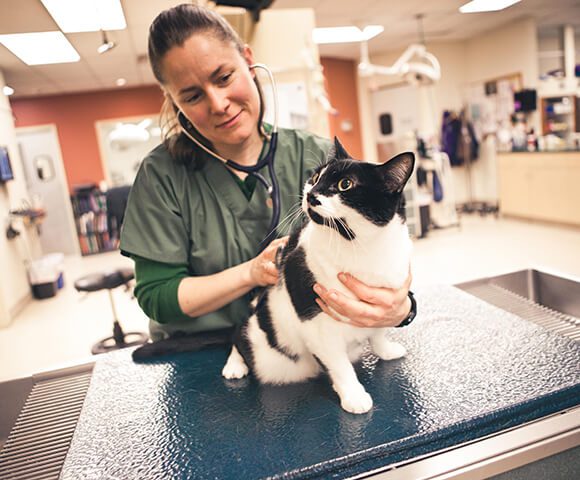 A female vet with green scrubs holds a black and white cat and listens to her heart beat.