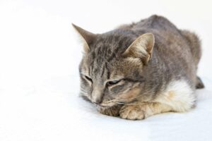 Grey cat squints eyes while laying on white bed.