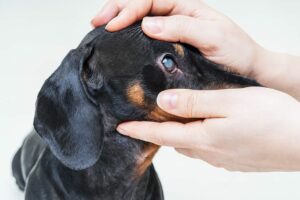 A Dachshund with glaucoma is examined.