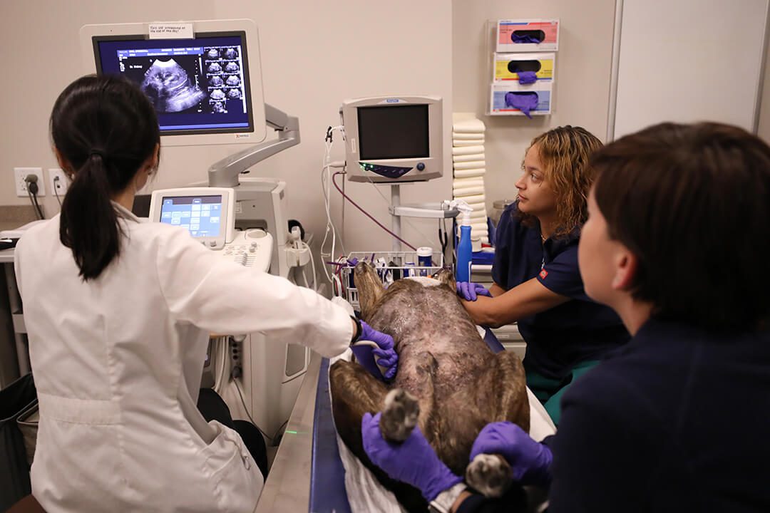 A vet and two techs perform an ultrasound on a large dog.
