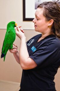 A female veterinarian feeds a green parrot sitting on her hand.