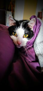 A black and white cat's face appears out of purple blankets.