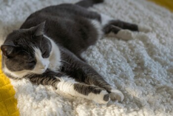 A grey and white cat lounges on a plush white carpet.