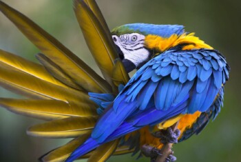 A blue Macaw spreads its tail feathers.