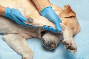 A Labrador retriever has his elbow extended by gloved hands.