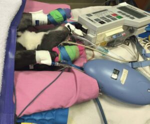A black and white dog is laying under blankets and hooked up to various machines and tubes.