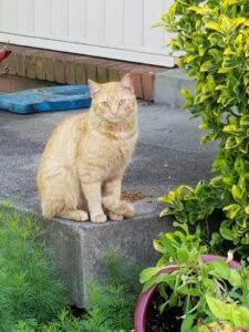orange cat on porch