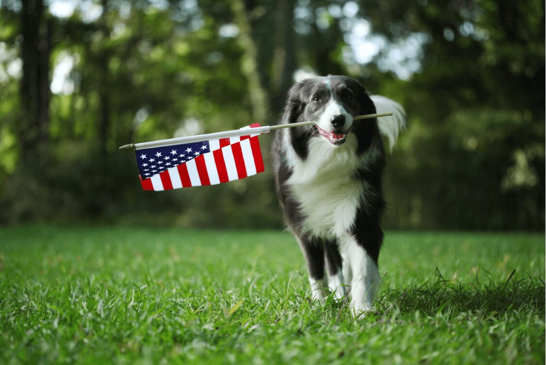 A black and white dog holds an American flag in its mouth and runs through green grass.
