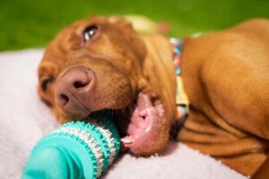 A tan dog lays on its side while chewing on a teal and white  chew toy.