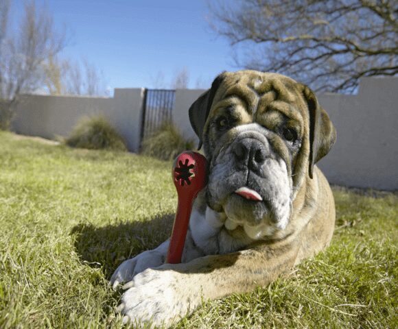 A wrinkly-faced dog lays in grass with a red chew toy.