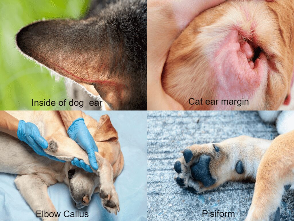 The image is broken up into four squares, each square shows where on a dog or cat to draw blood for analysis.