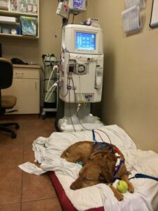 A dog lays on a bed while getting lab work done.