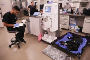 A hemodialysis technician monitors a dog connected to the machine.