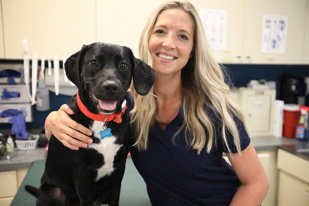 A smiling, blond vet tech holds a black Labrador mix next to her.
