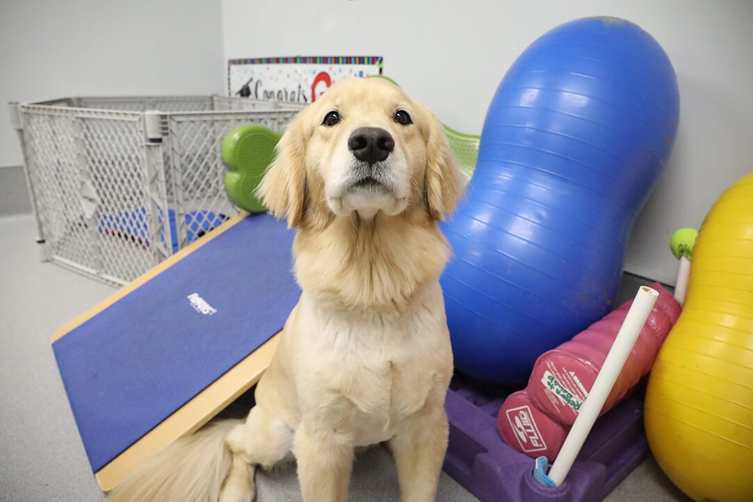 A Golden retriever sits in front of colorful rehabilitation balls.