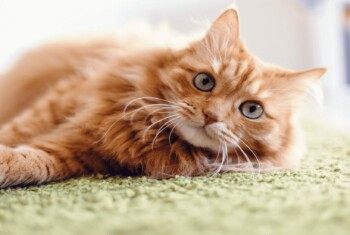 orange cat lies on a green rug