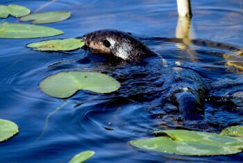 An otter swims in blue water with green lily pads.
