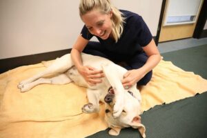 A blond vet tech smiles and plays with a dog on the floor.