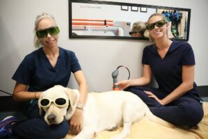 Two vet techs treat a yellow Labrador with a low level laser.