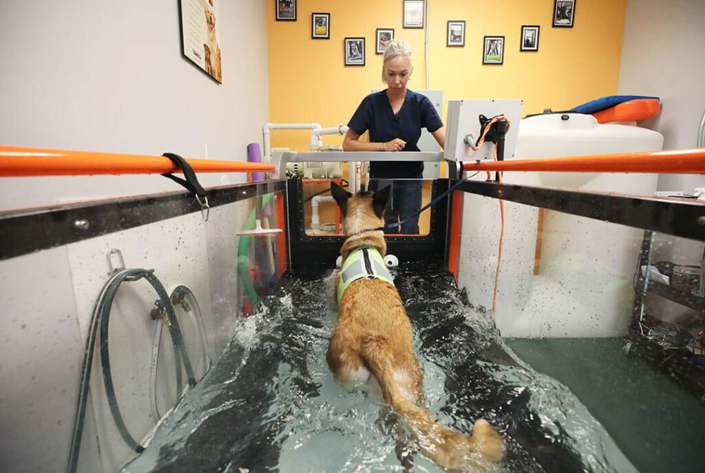 A blond rehabilitation practitioner coaches her dog who runs on an underwater treadmill.