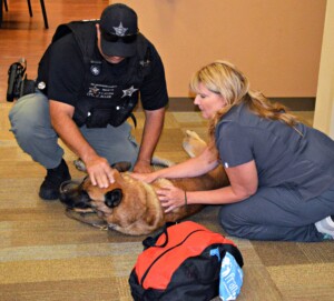 officer and trainer work with a German shepherd