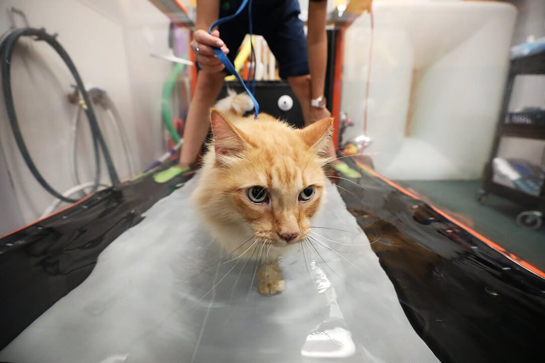 An orange cat walks in a treadmill with water in it.