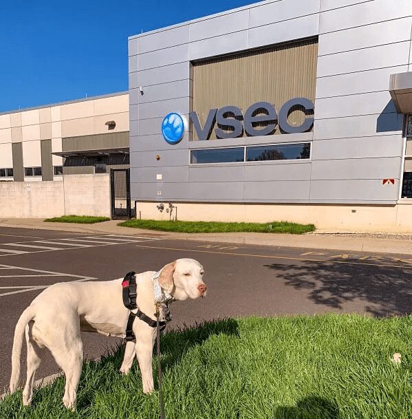 A large white dog stands in the grass in front of a BluePearl VSEC hospital.