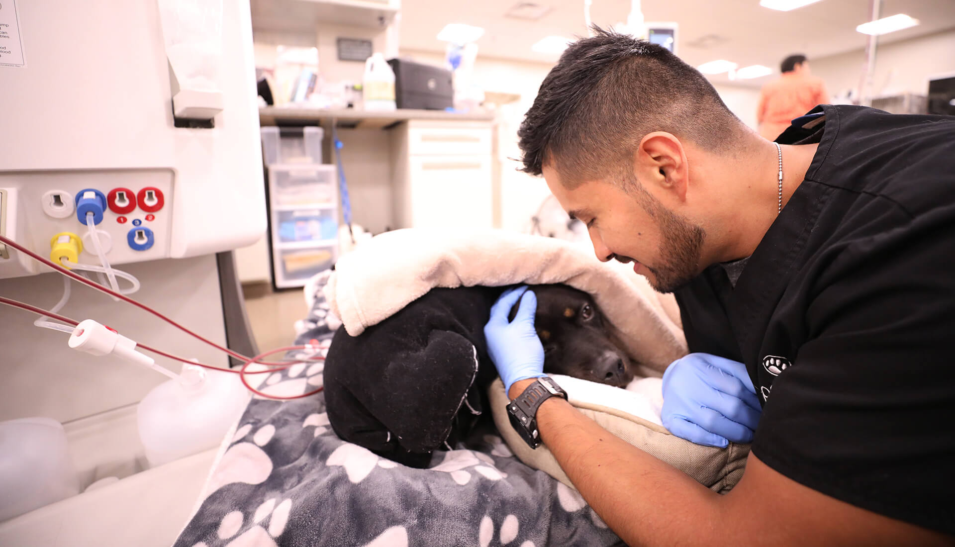 A vet tech comforts a black dog receiving hemodialysis treatment