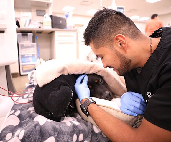 A vet performs pets a black dog under blankets receiving hemodialysis.