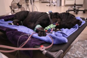 A black lab lays on a cot while receiving hemodialysis.