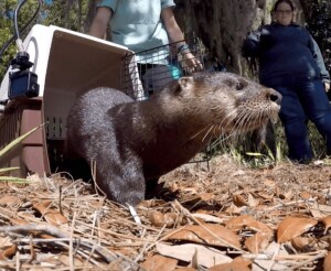 An otter walks out of a cage on the ground.