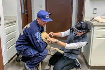 A FEMA responder holds a dog while an ophthalmologist examines its eyes.