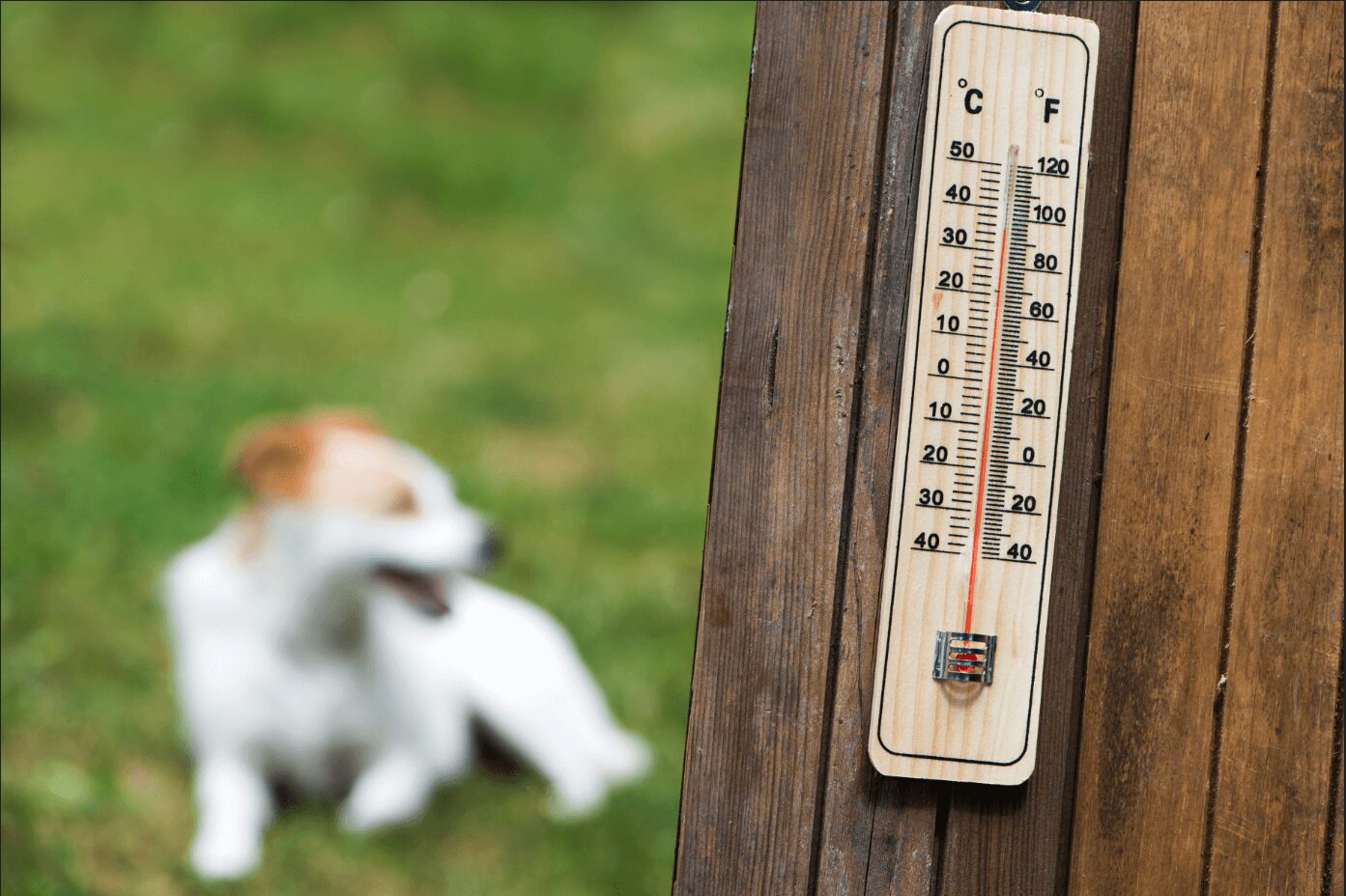 Close up of a thermometer hanging on a fence with a panting dog in the background. 