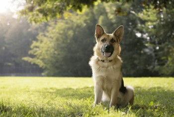 A German Shepard sits in grass with the sun lighting up trees behind him.