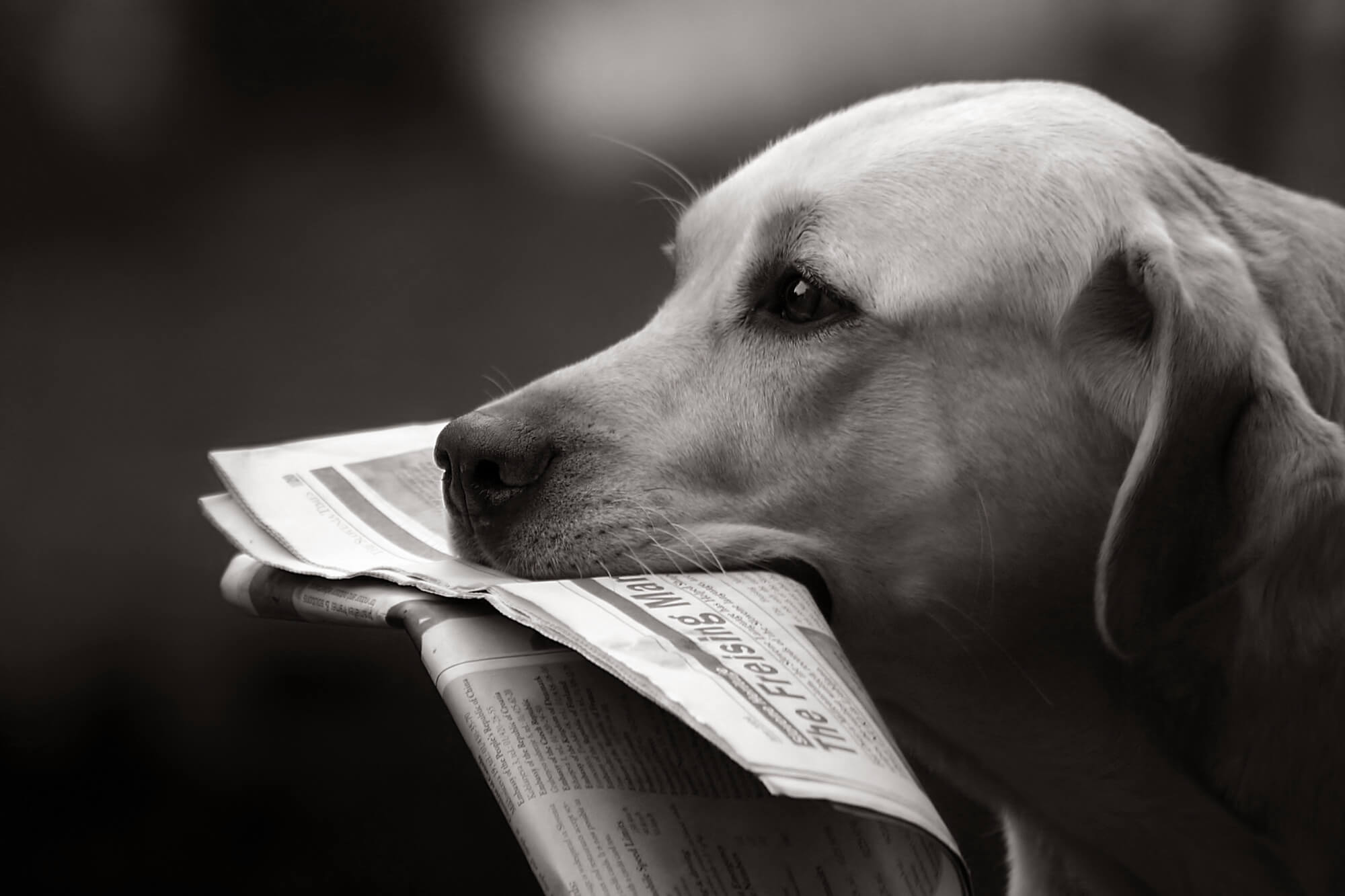 Labrador retriever bringing daily news