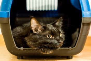 A black cat looks outside of its carrying case.