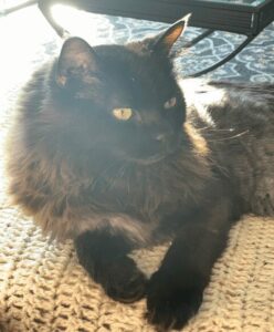 Long haired black cat reclining