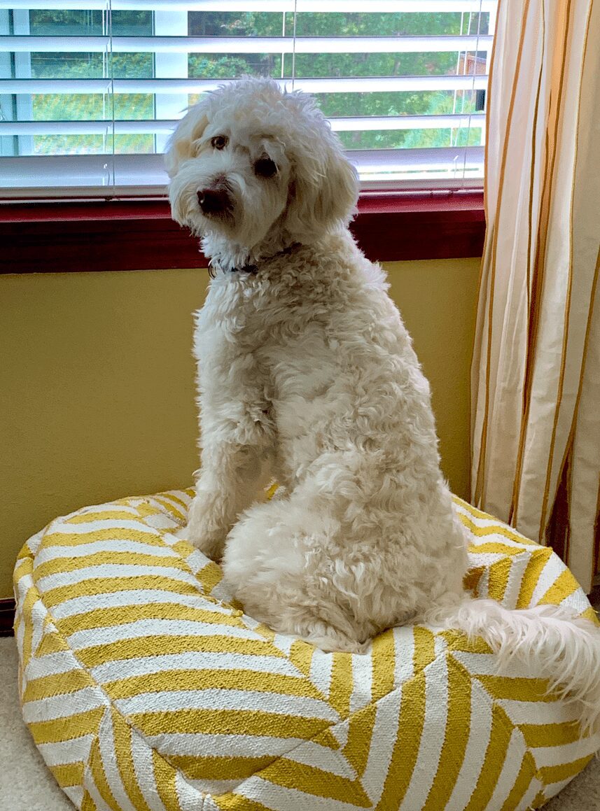 A golden doodle dog sits by a window, looking back over his shoulder to the camera.