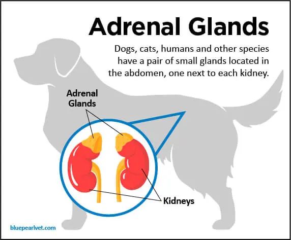 Addison’s Disease in Dogs - BluePearl Pet Hospital