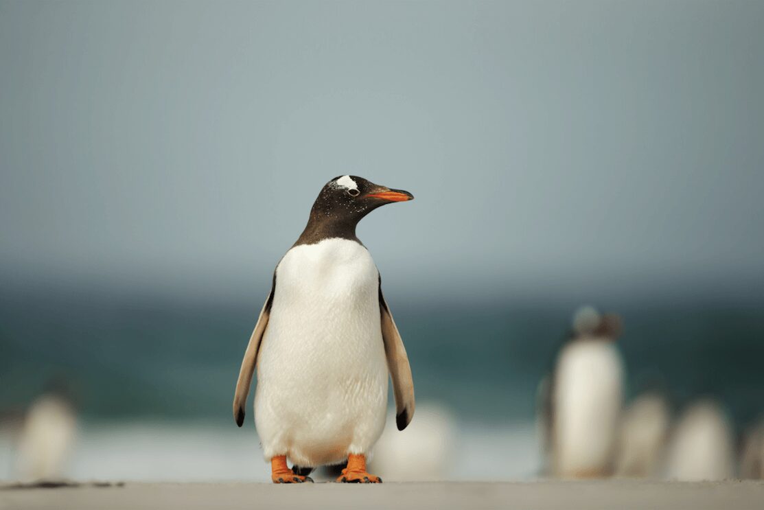 A penguin stands against a blurred background of the sea.