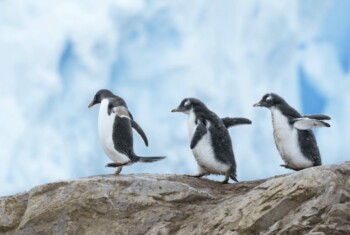Three young penguins walk in a line on a rock against blue cloudy sky.