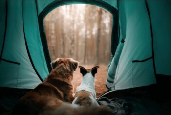 Two dogs look out at the woods from inside a green tent.