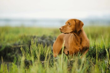 Tan dog standing in green pasture