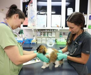 Two female veterinarians examine a small cute fuzzy puppy. Taking your pet to an internal medicine specialist is recommended to diagnose and treat bacterial urinary tract infections (UTIs) in Pets.