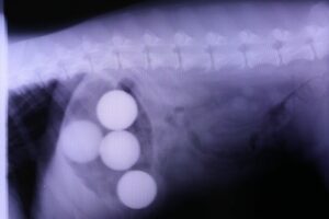 An x-ray shows four golf balls inside a dog's body.