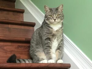 A grey tabby cat sits on wooden stairs.