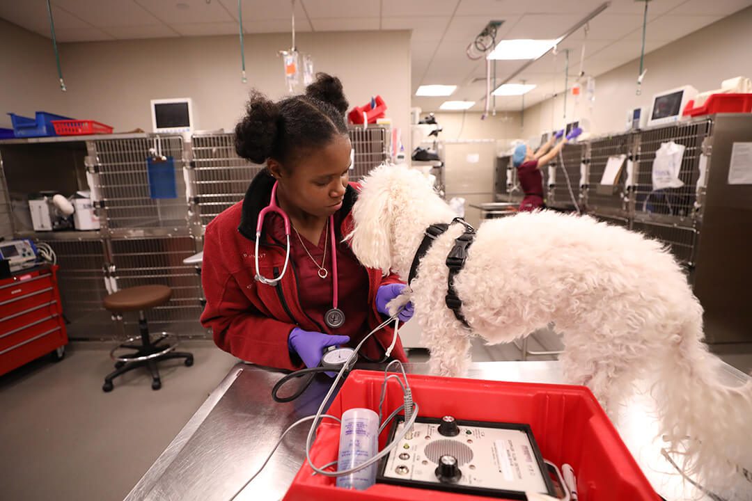 A young, female vet tech takes a white dog's blood pressure.
