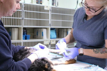 Two blond vet techs bandage a dog's leg on a table.