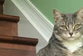 A grey tabby cat sits on wooden stairs.